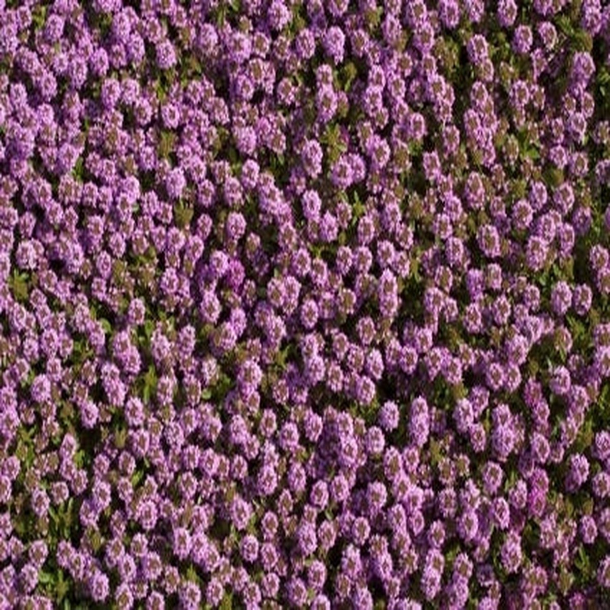 Creeping Thyme - Ontario Seed Company