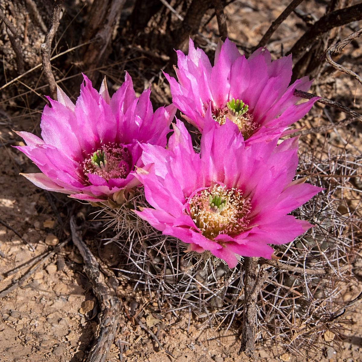 Echinocereus fendleri (Sonora) SEEDS