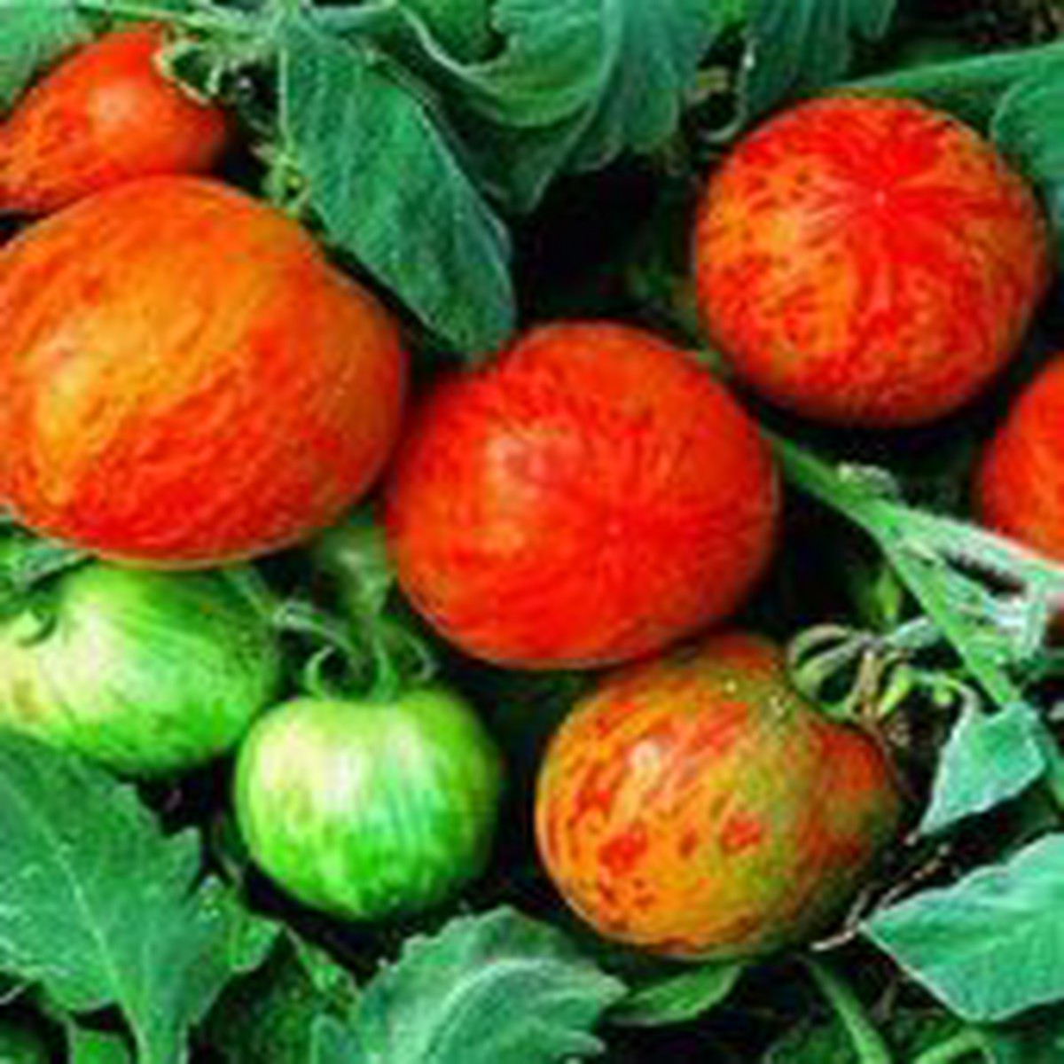 Elberta Peach Tomato - 20 Seeds - Beautiful