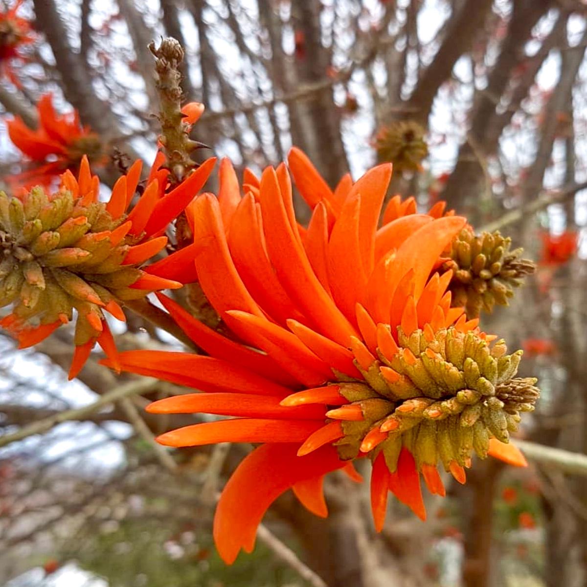Erythrina melanacantha SEEDS