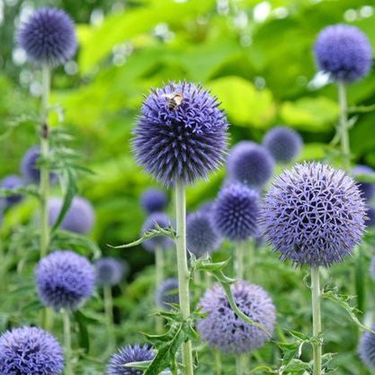 Globe Thistle (Echinops ritro) Perennial