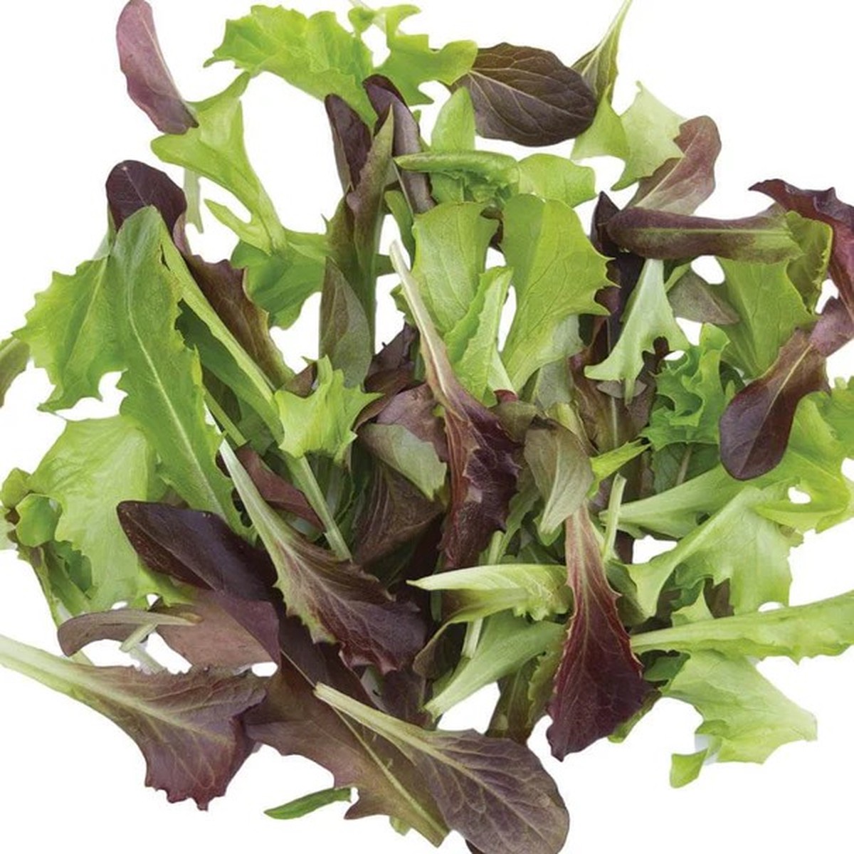 Lettuce - Baby Leaf 'Fast & Furious Blend'