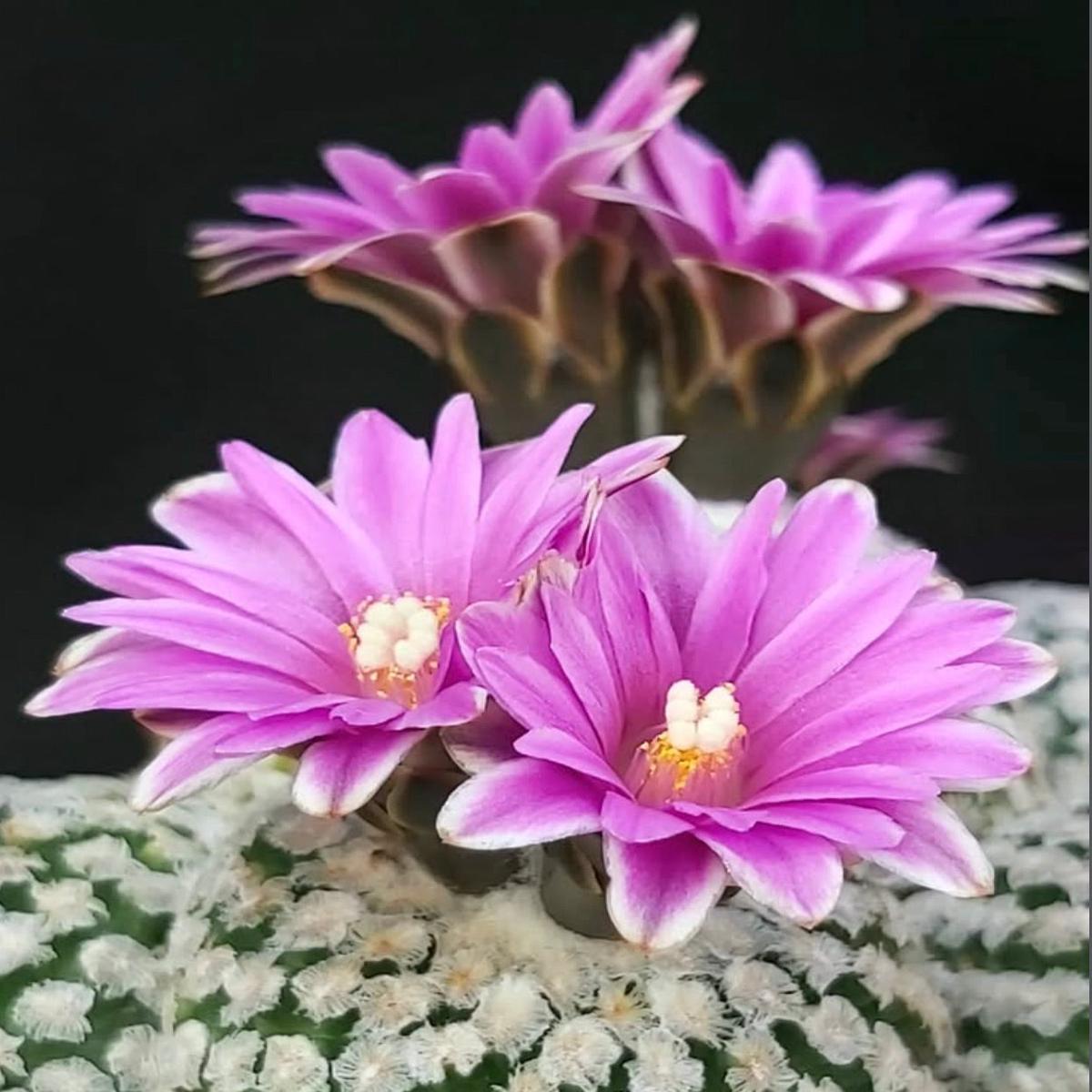 Pelecyphora valdeziana (Sierra Paila) SEEDS