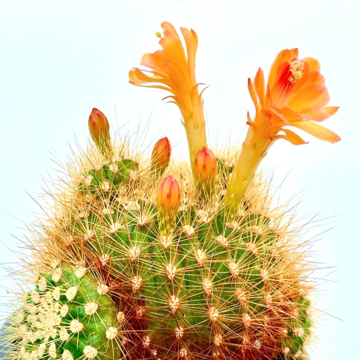 Submatucana weberbaueri var. flammea SEEDS
