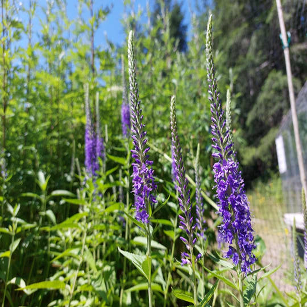 Veronica Spicata - Eagleridge Seeds