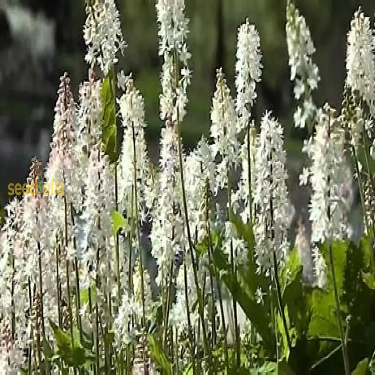 White Tiarella Wherryi Flower Seeds for Planting