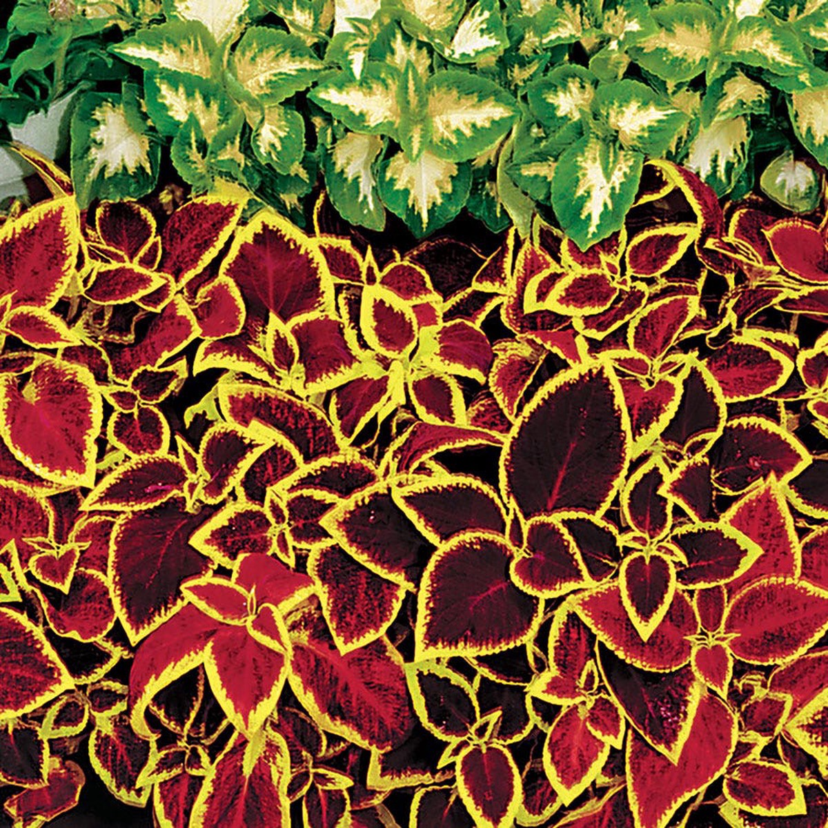 Wizard Scarlet Coleus Seeds