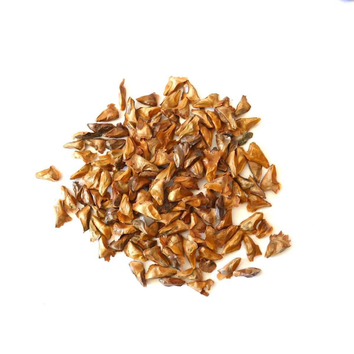 Abies alba SEEDS - 100 Seeds