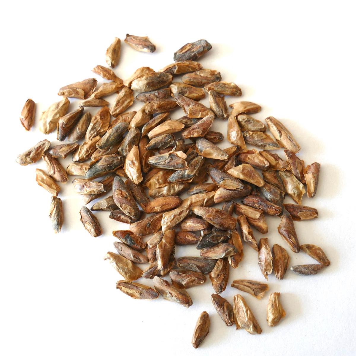 Abies amabilis SEEDS - 100 Seeds