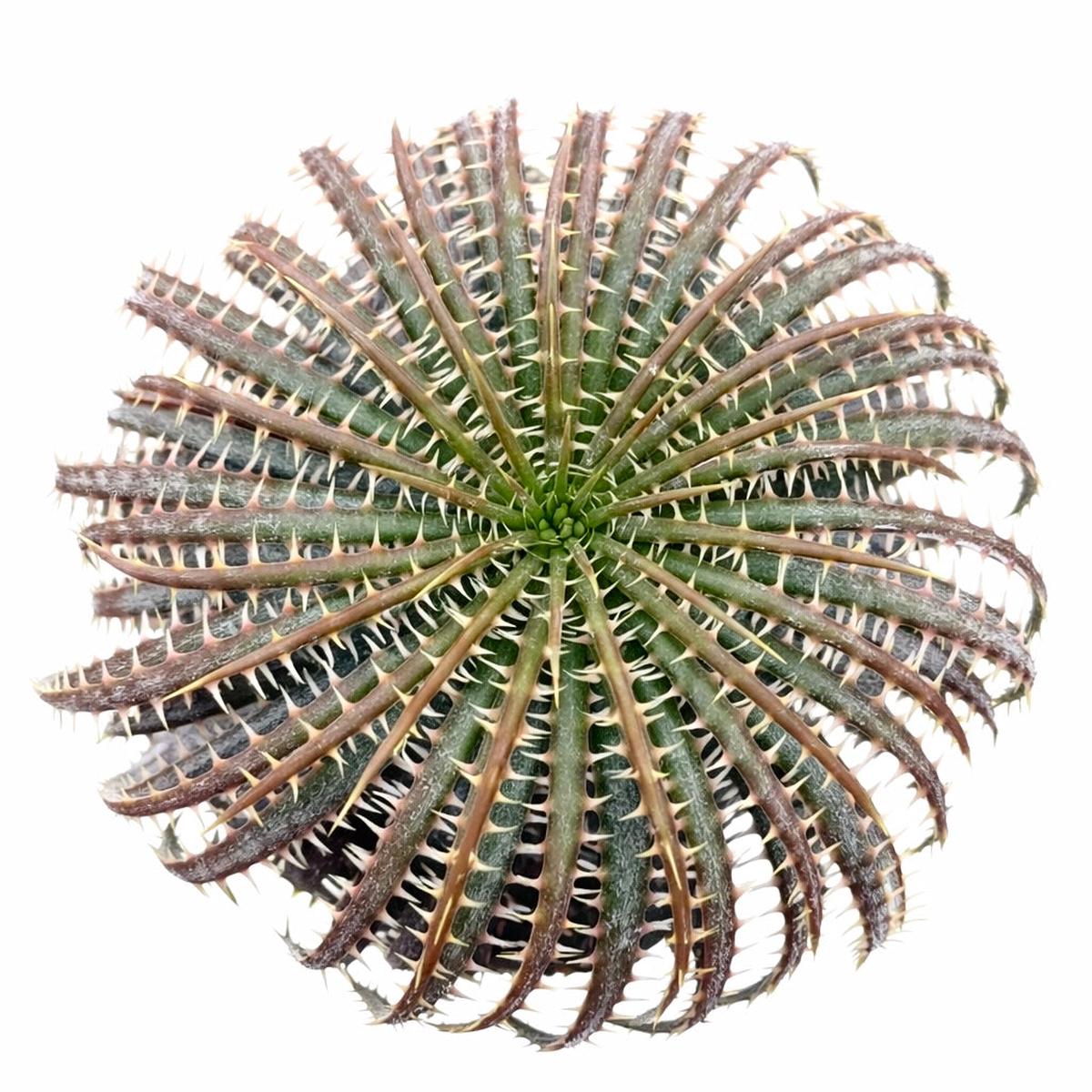 Dyckia delicata SEEDS