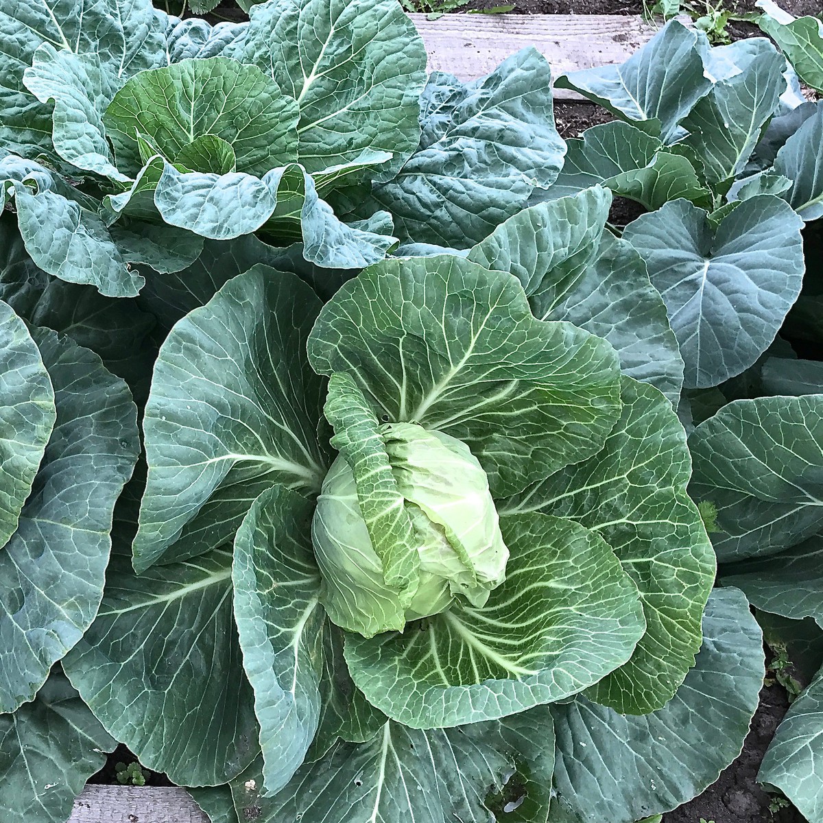 'Early Jersey Wakefield' cabbage