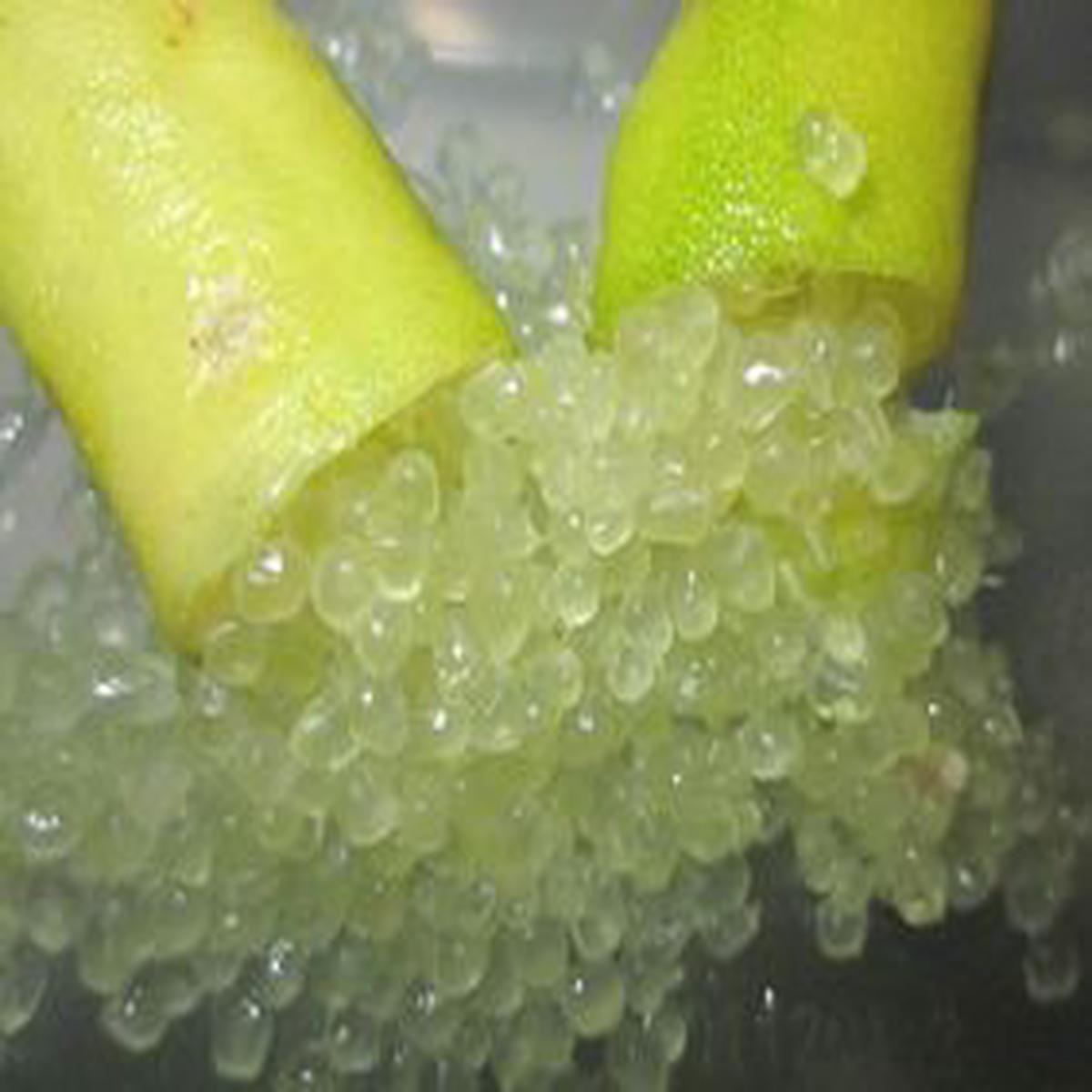 FINGER LIME - NATIVE AUSTRALIAN CITRUS CAVIAR (Citrus Australiasica) Seed " YELLOW SUNSHINE "