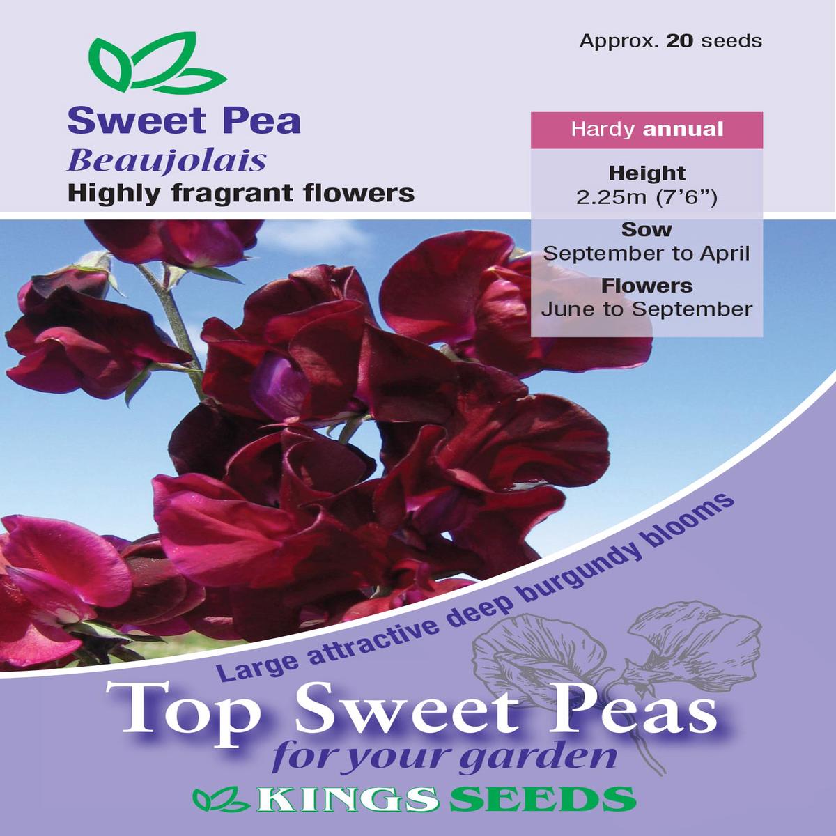 Kings Seeds Sweet Pea Beaujolais 20 Seeds