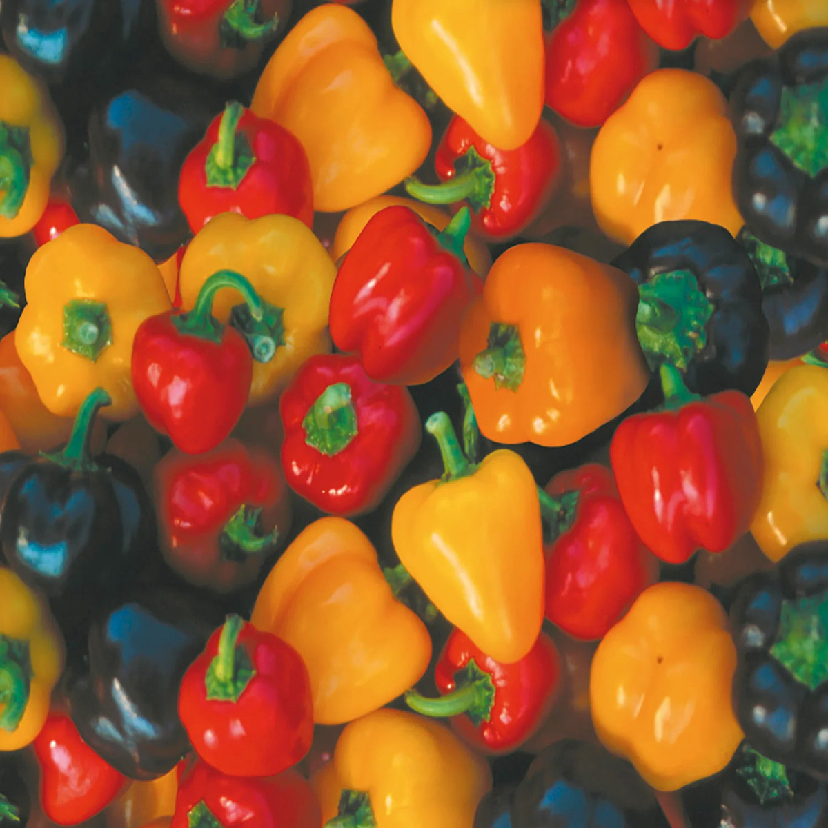 Mini Bell Pepper Mixed Colour Seeds - Vegetable - Capsicum annuum - 10 Seeds