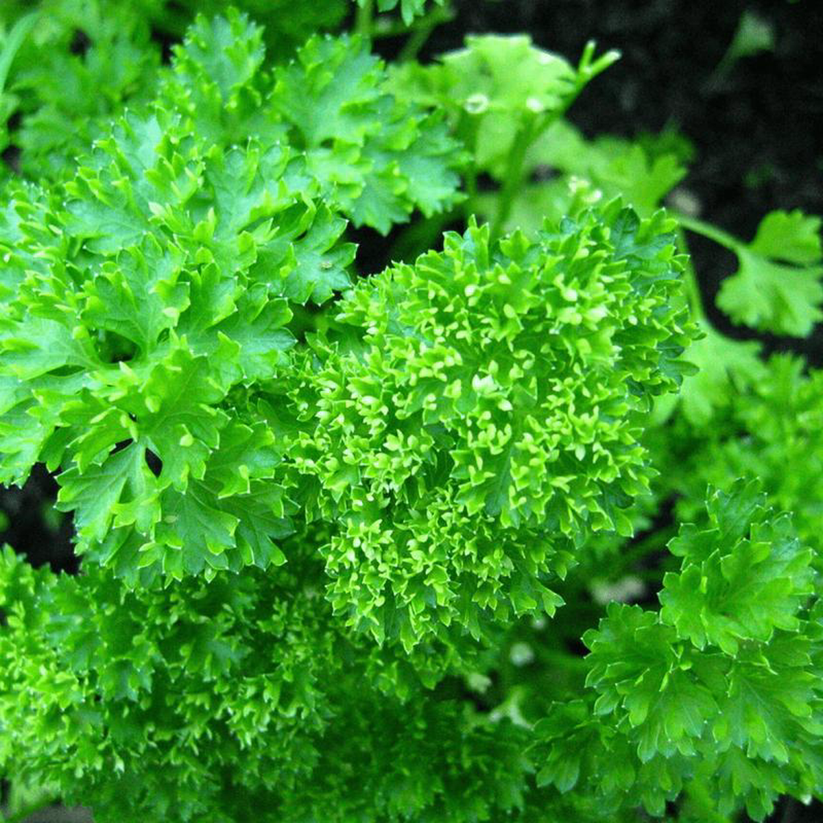 Organic Parsley 8211 Metchosin Farm Seeds