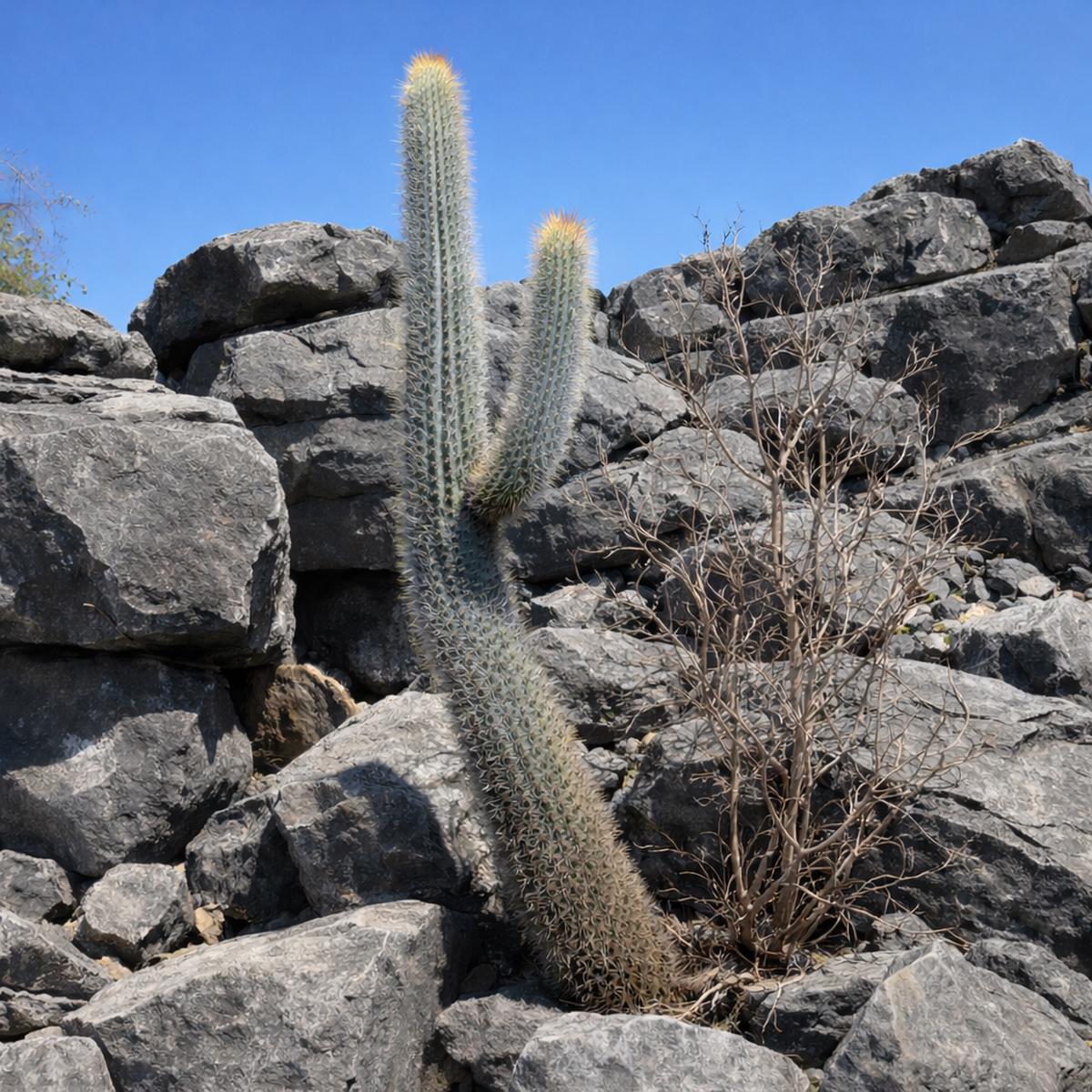 Pilosocereus boolei SEEDS