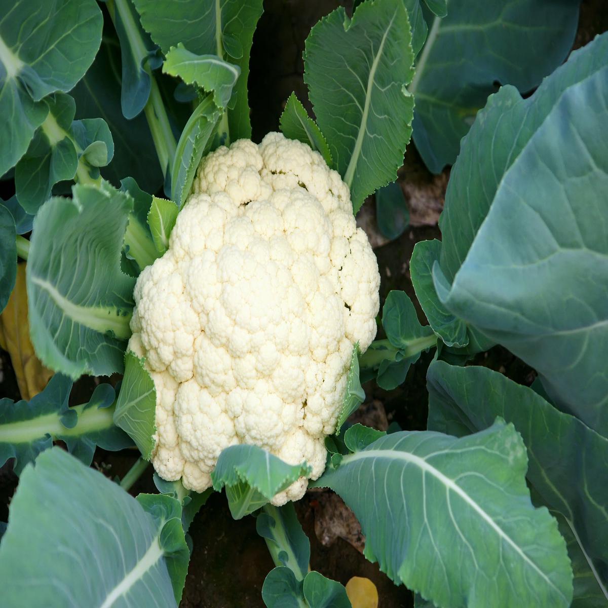 Robinsons Cauliflower Flamenco F1 Hybrid 25 Seeds