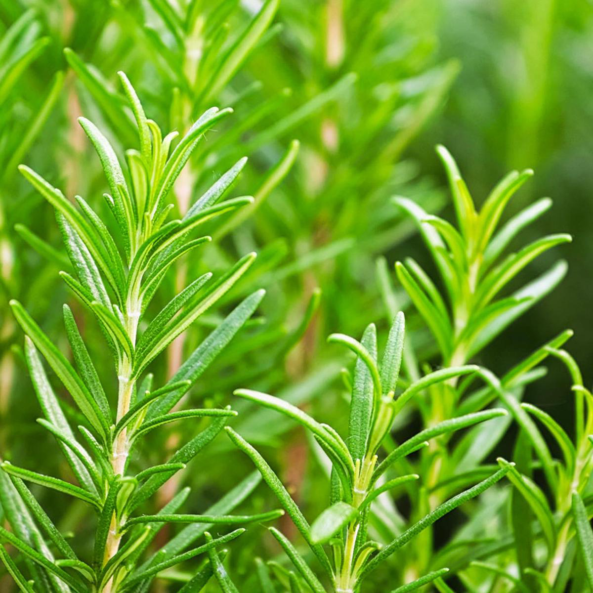 Rosemary