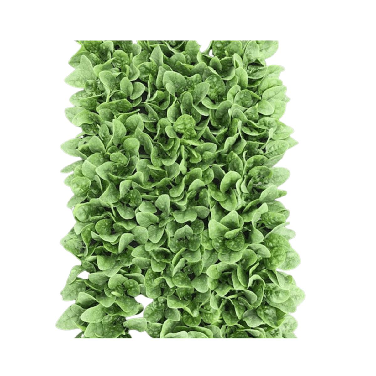 Spinach Seaside F1 | West Coast Seeds