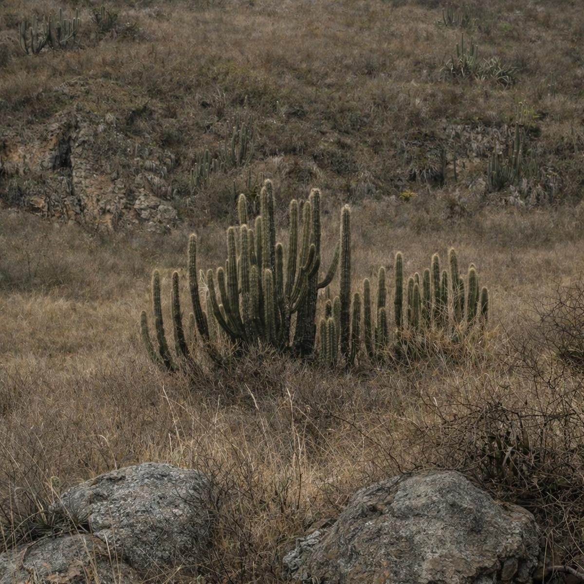 Weberbauerocereus winterianus SEEDS