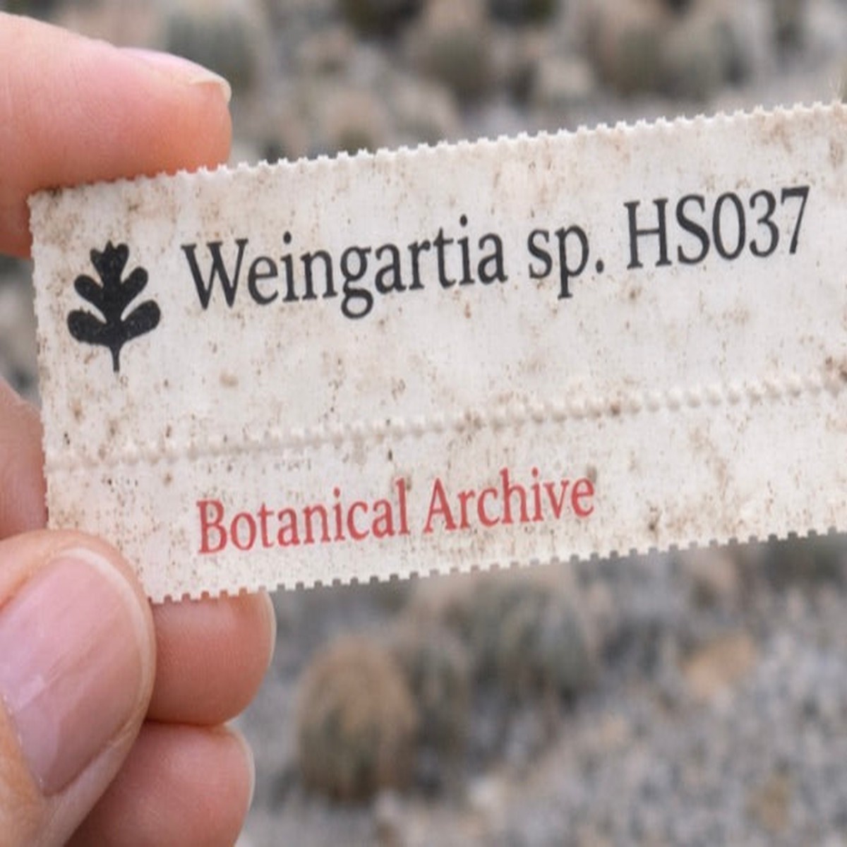 Weingartia sp. HS037 SEEDS