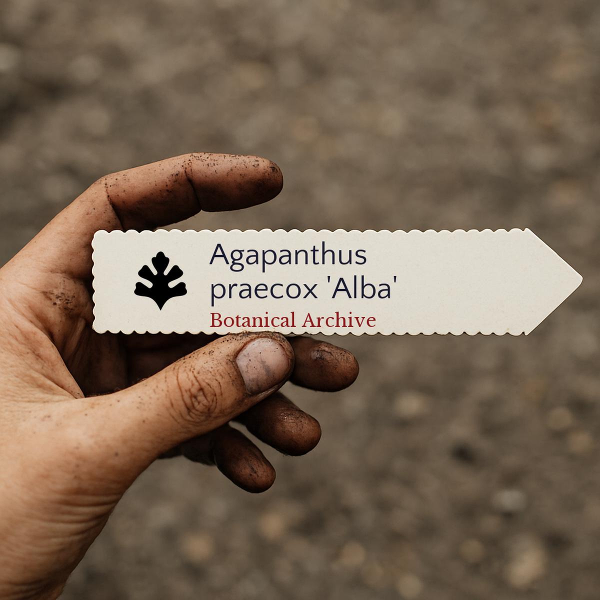 Agapanthus praecox 'Alba' SEEDS