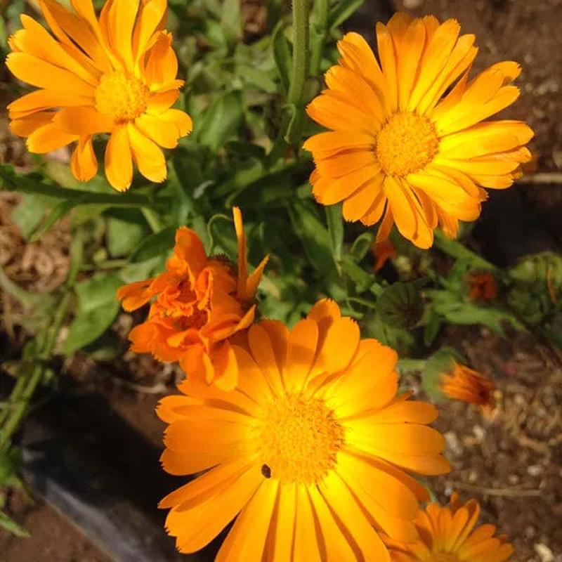 Calendula Simple Orange - Saanich Organic