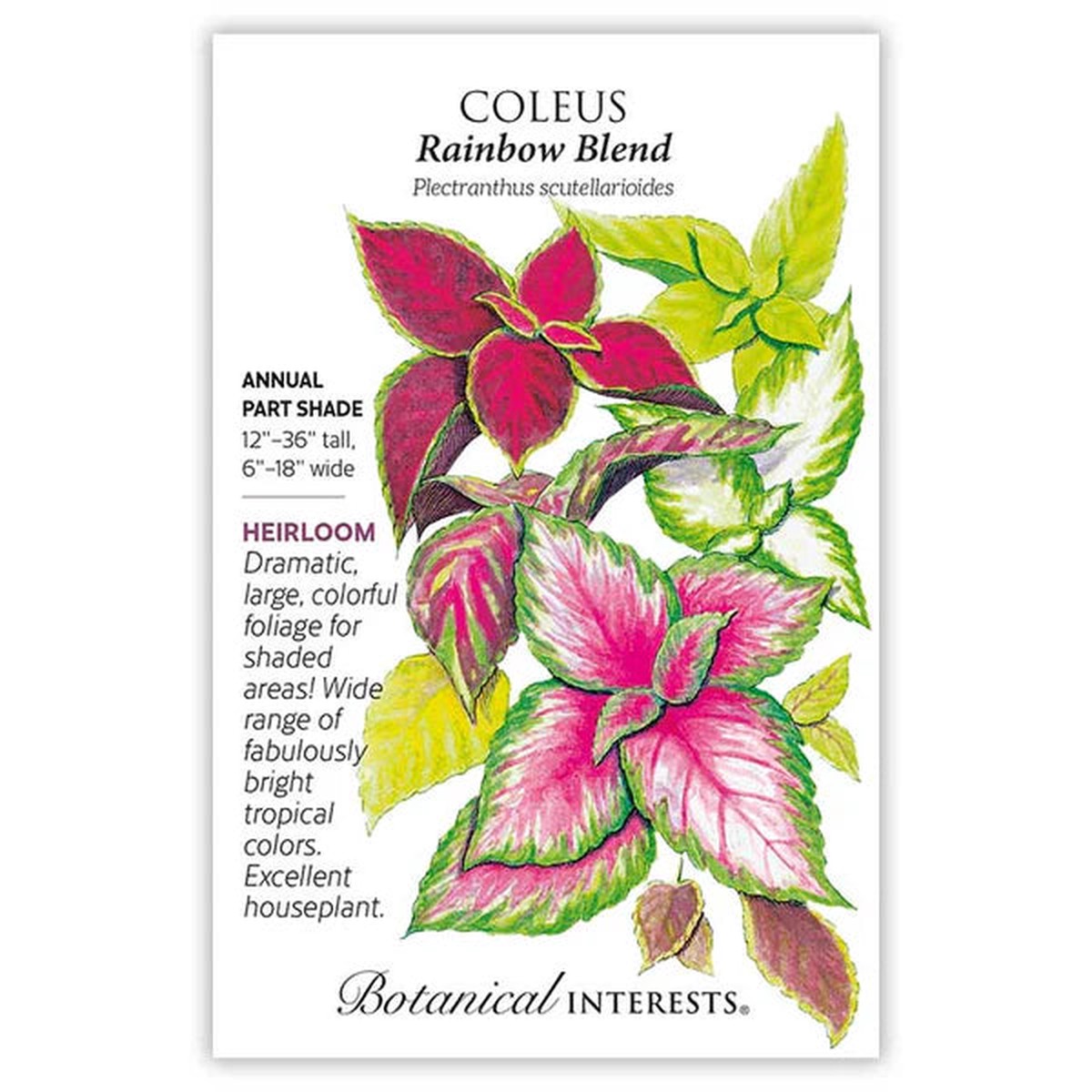 Coleus seeds 'Rainbow blend'