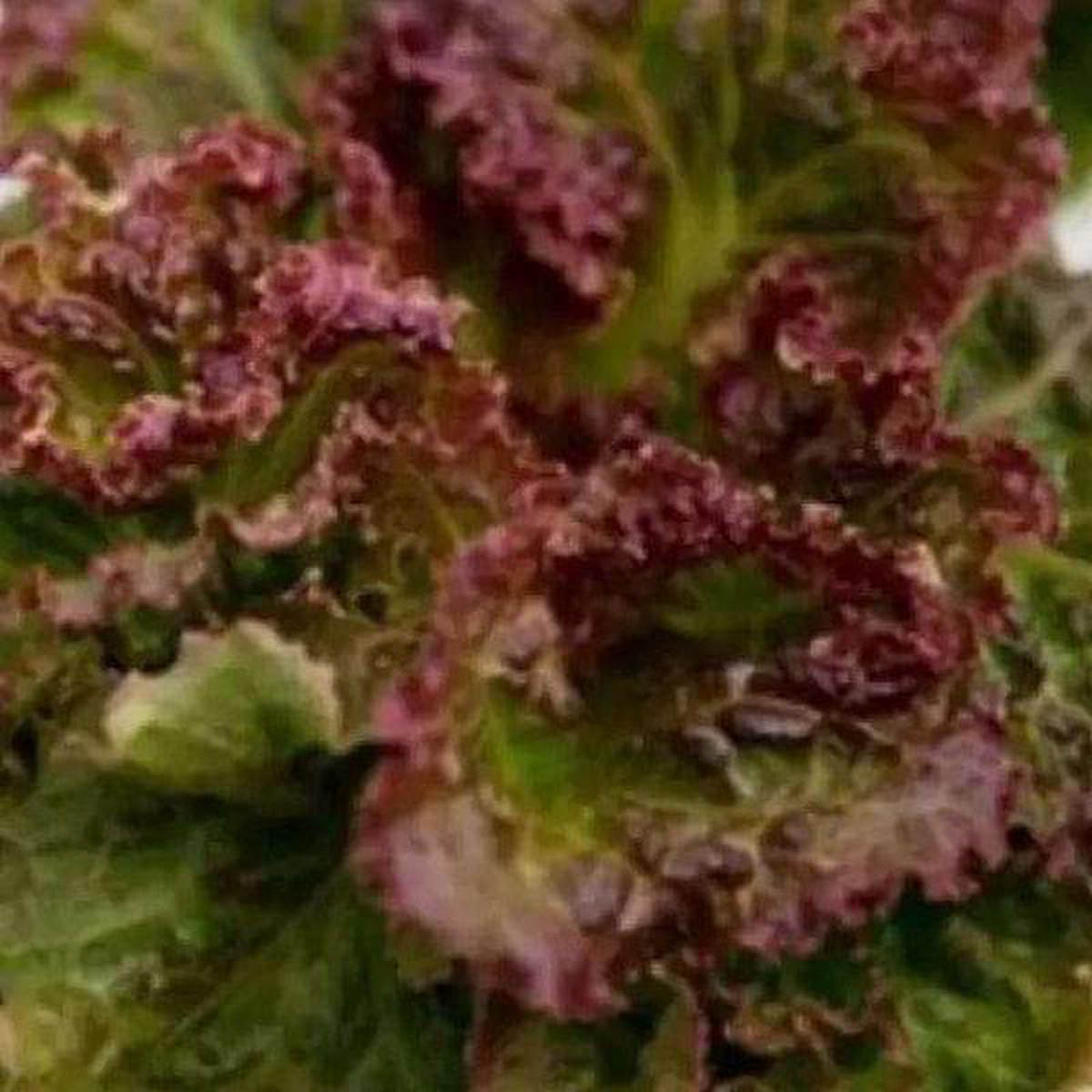 Lettuce Biscia Salad Bowl 8211 Vegetable Seeds