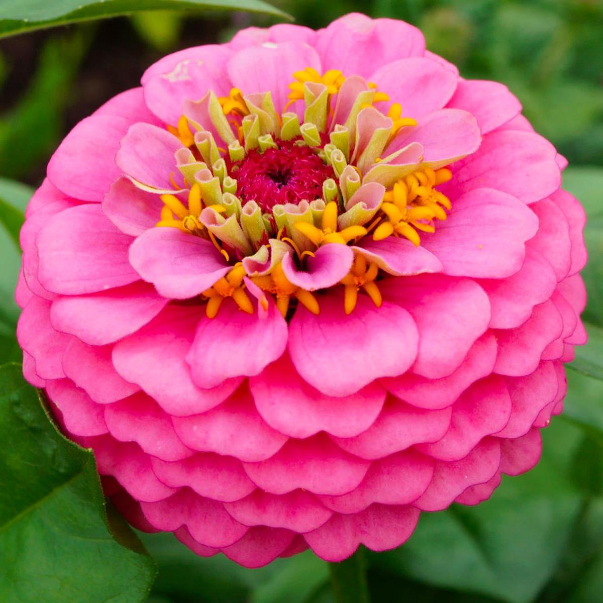 Luminosa Zinnia (Zinnia elegans) Annual