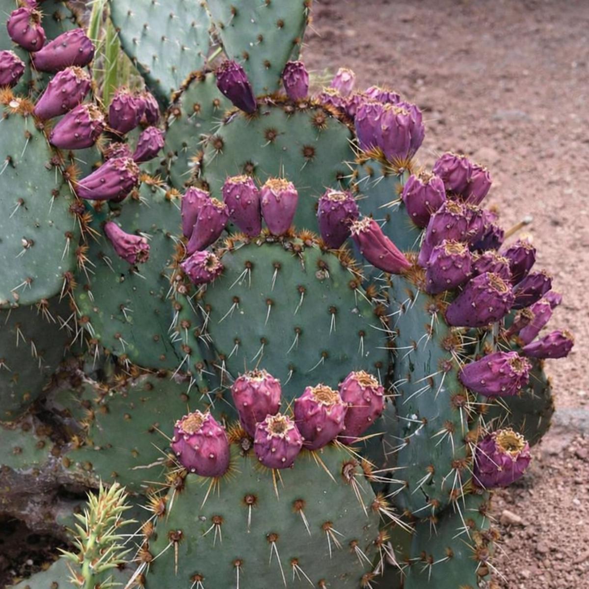 Opuntia engelmannii SEEDS - 10000 Seeds
