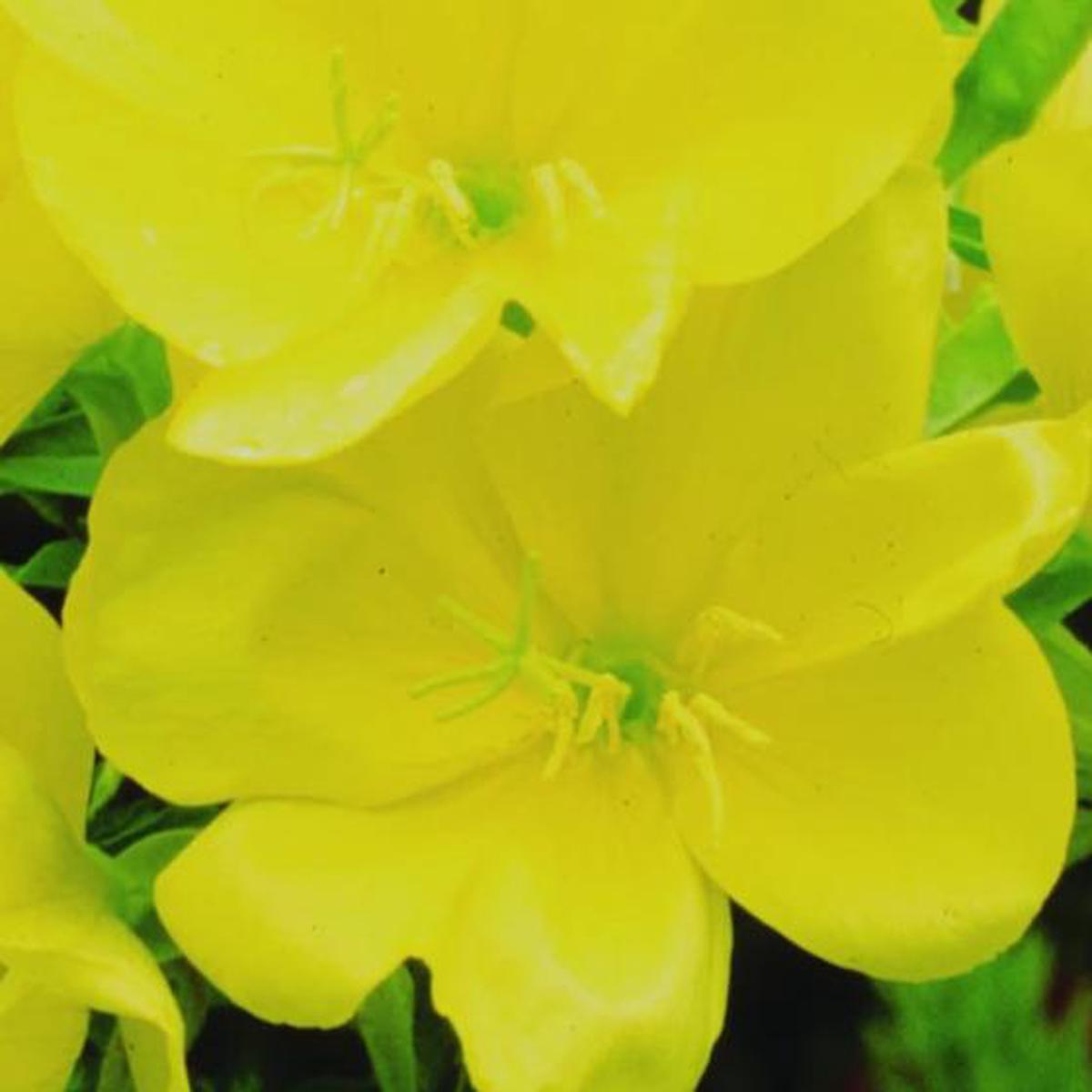 Organic Evening Primrose - Metchosin Farm Seeds
