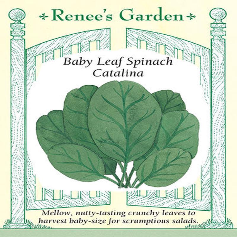 Spinach Catalina - Renee's Garden