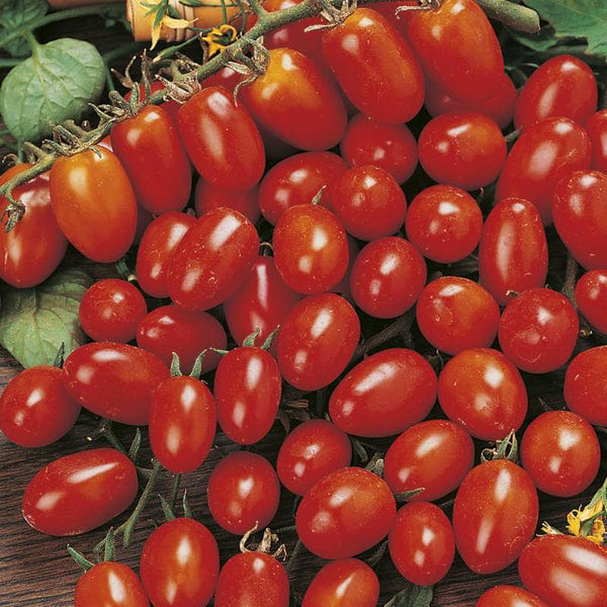 Tomato Principe Borghese 8211 Mr Fothergill8217s Seeds