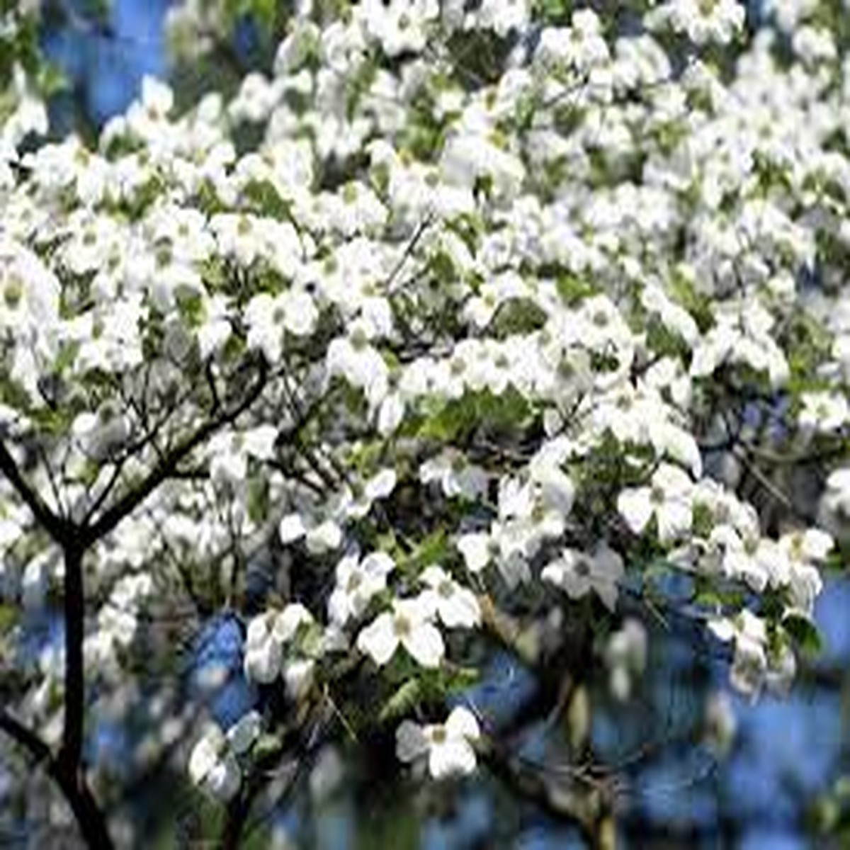 10 White American Flowering Dogwood Tree Seeds (Cornus florida) Hardy Ornamental, 15-30' Tall
