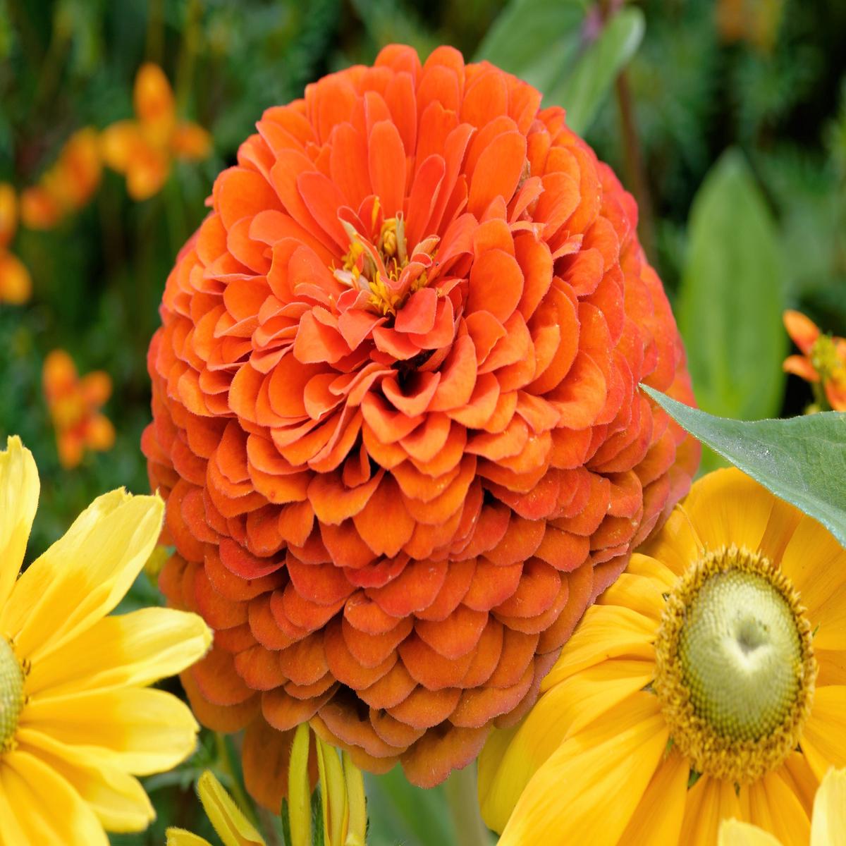 250 ORANGE KING ZINNIA Elegans Flower Seeds