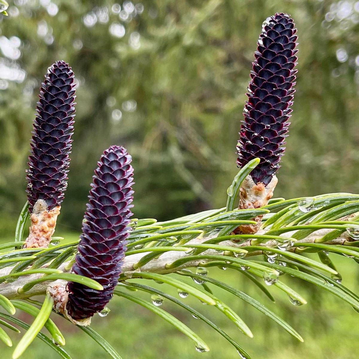 Abies pindrow SEEDS