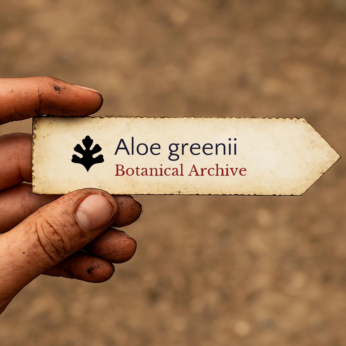 Aloe greenii SEEDS