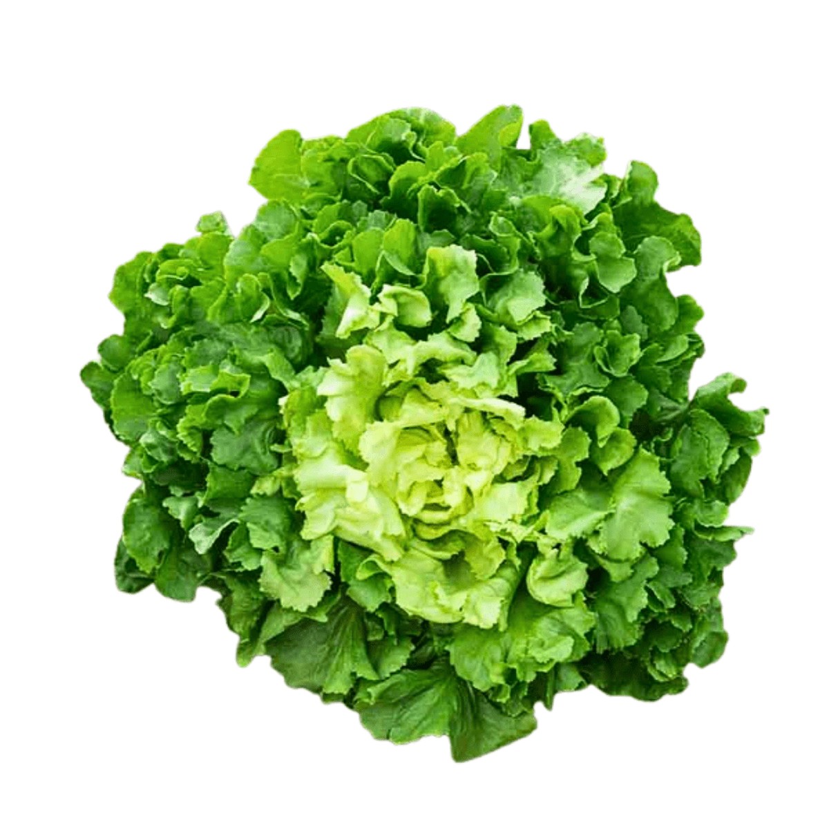Chicory Broadleaf Batavian Escarole | West Coast Seeds