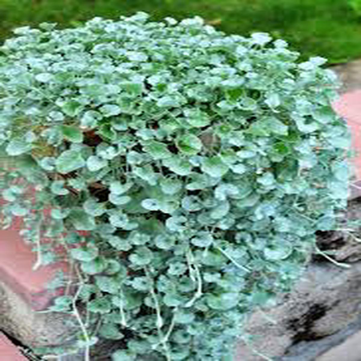 Dichondra Repens Grass Seeds Low-Growing, Ground Cover Grass for Lawns or Gardens