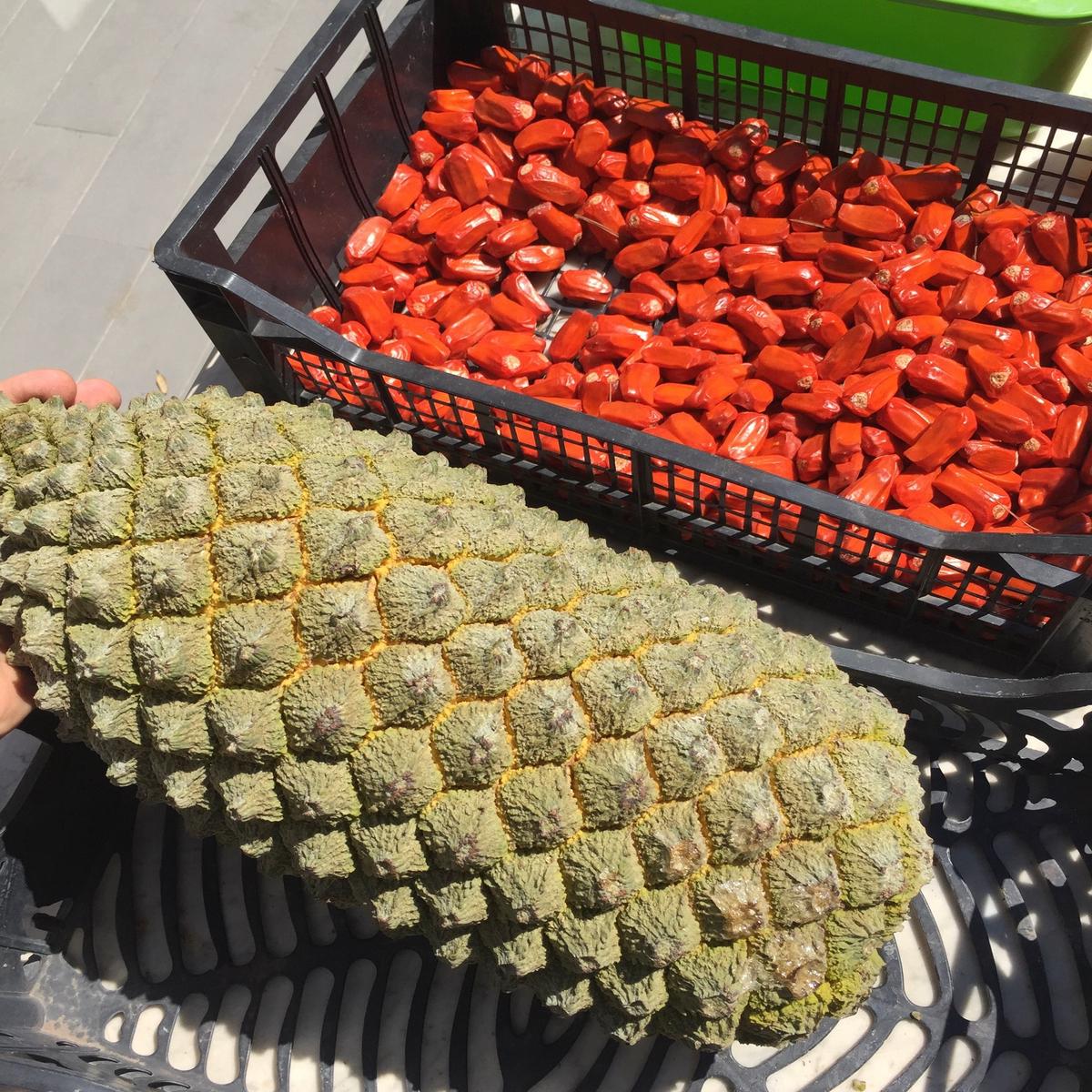 Encephalartos trispinosus SEEDS