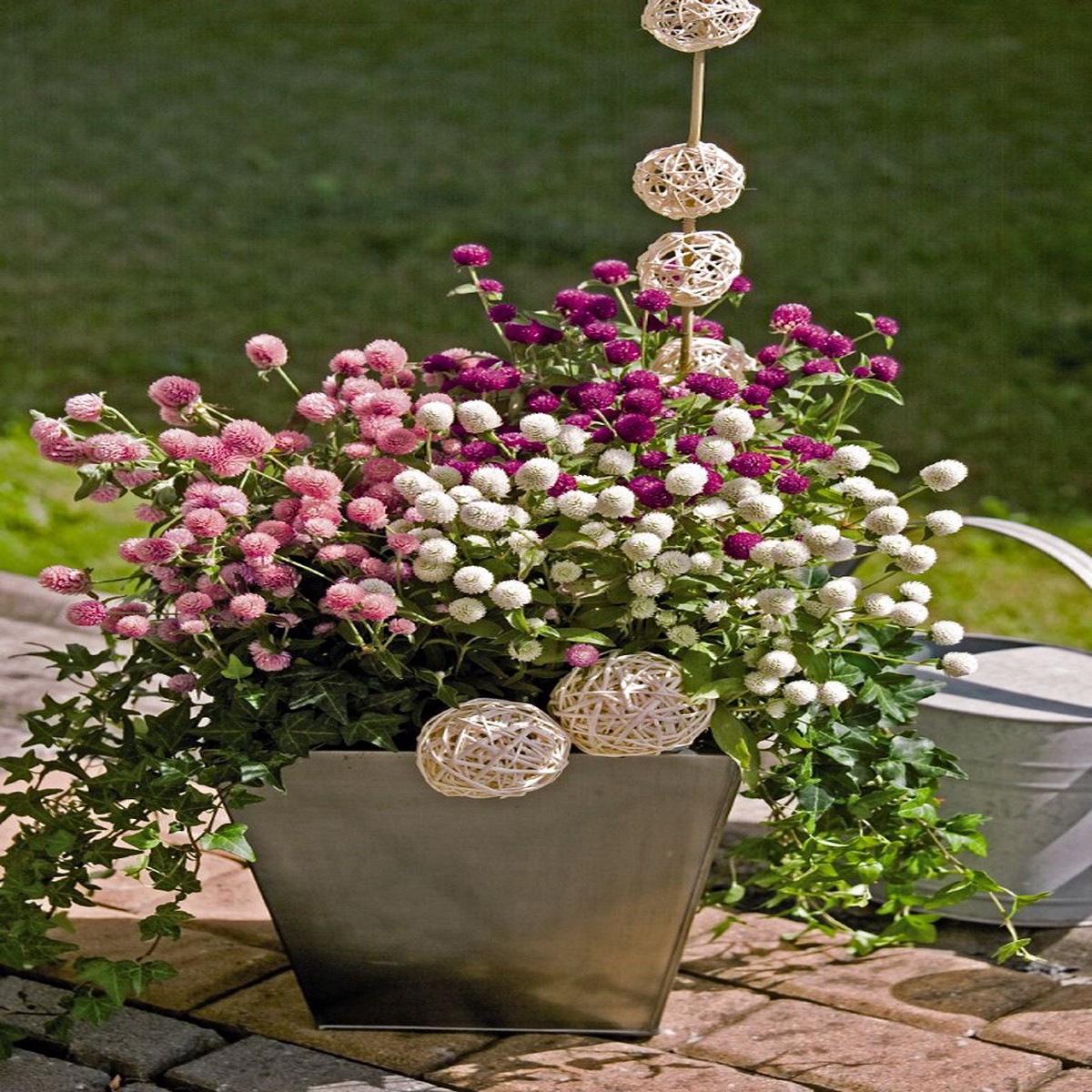 Globosa Las Vegas Series Mixture Gomphrena Seeds - 30 Seeds