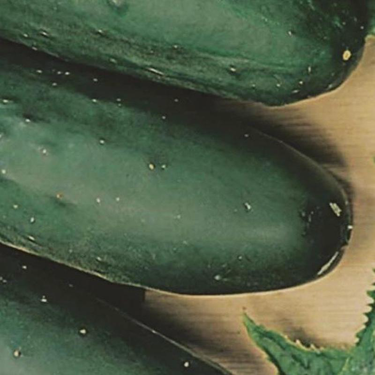 Organic Cucumber Marketmore 8211 Metchosin Farm Seeds