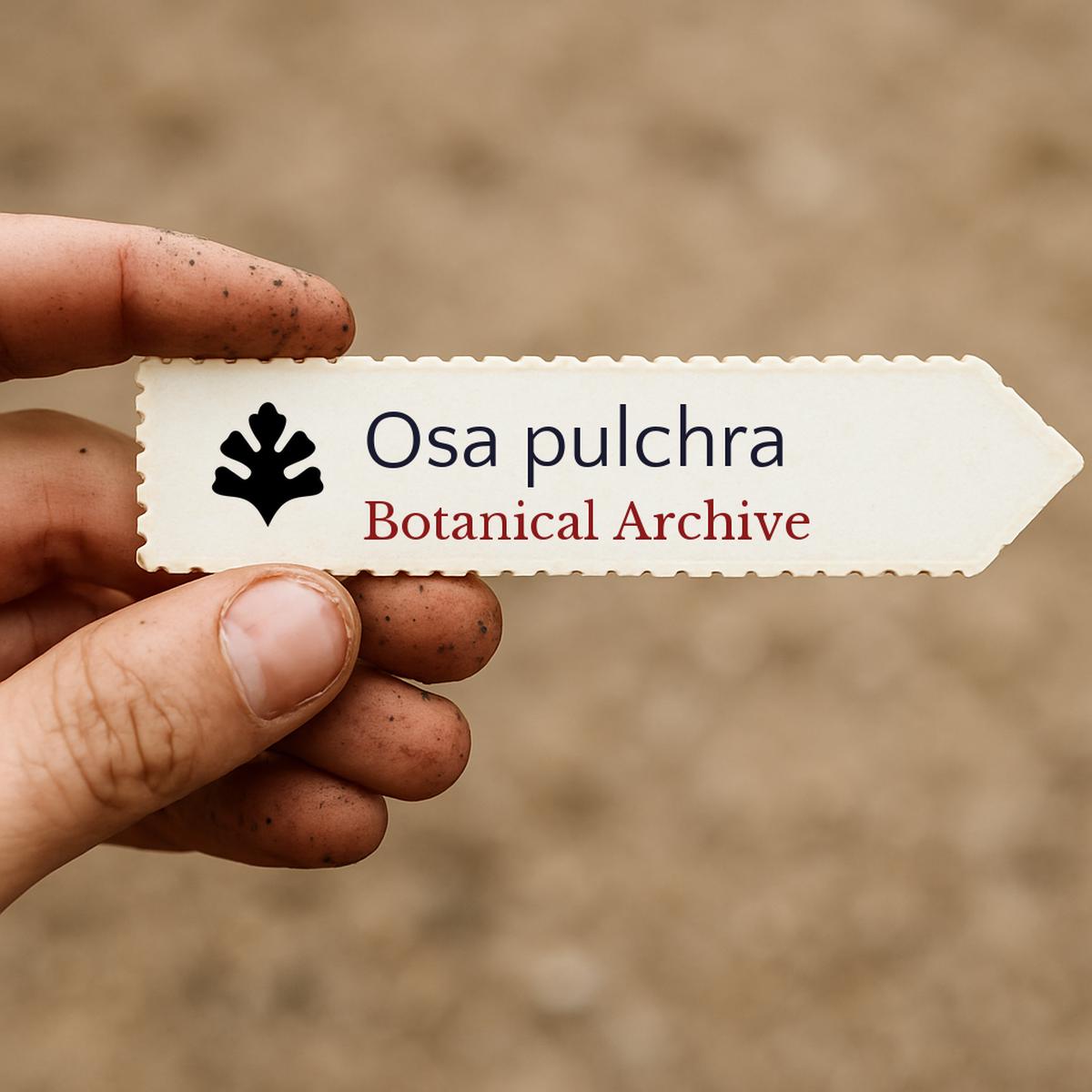 Osa pulchra SEEDS