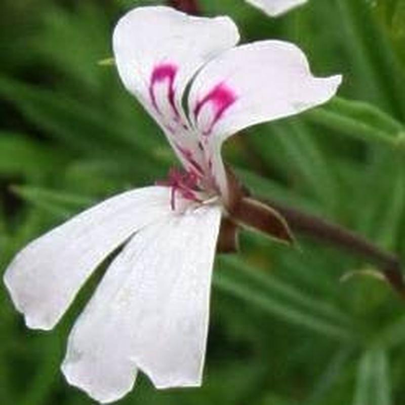 Pelargonium Laevigatum - Indigenous South African Shrub - 5 Seeds