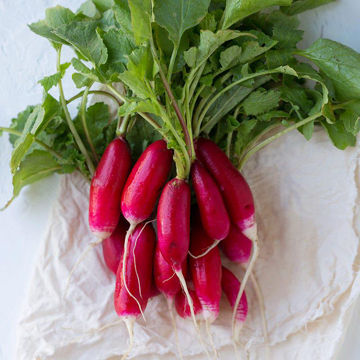 Radish China Rose 8211 Pacific Northwest Seeds