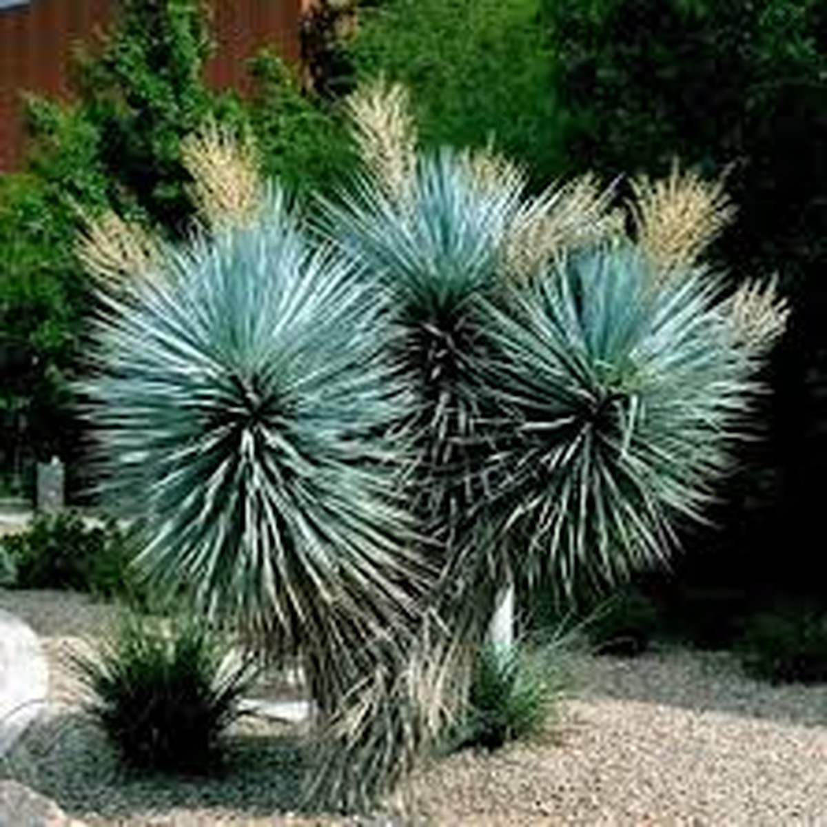 10 Blue Yucca Tree Seeds (Yucca rigida) Cold Hardy, Rare Agave-Like Plant
