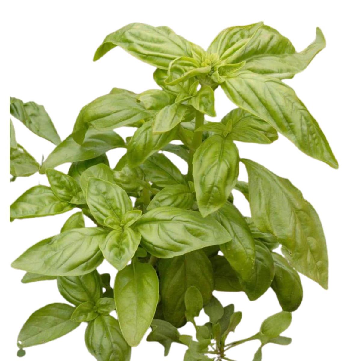Basil Genovese Seeds | West Coast Seeds