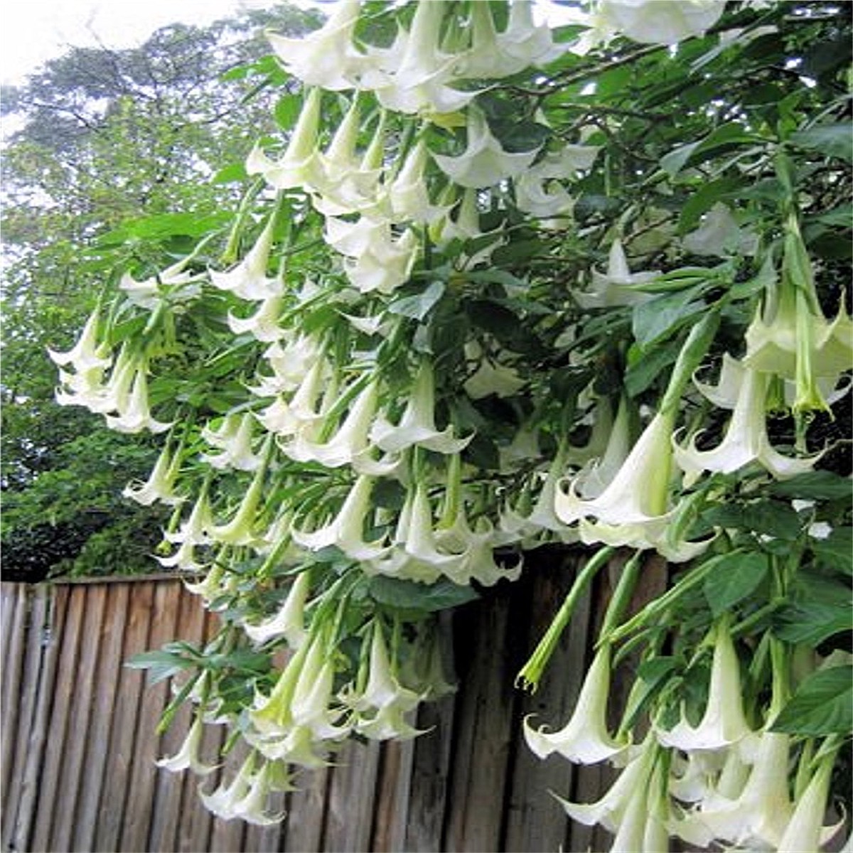 Brugmansia Suaveolens White 10 Seeds, Brazil's Angel Trumpet Shrub, Small Tree