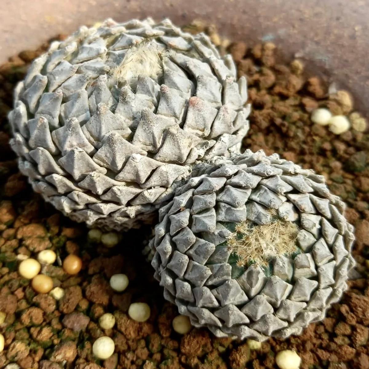 Encephalocarpus strobiliformis SEEDS
